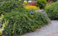 Weeping Norway Spruce (Picea Abies 'Pendula') - 5 Gallon Pot -OLALA Plant Shop picea abies pendula weeping norway spruce 6 1