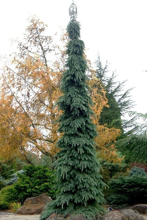 Weeping White Spruce (Picea Glauca 'Pendula') - 5 Gallon Pot 8 Weeping White Spruce (Picea Glauca 'Pendula') - 5 Gallon Pot - Image 8