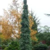 Weeping White Spruce (Picea Glauca 'Pendula') - 1 Gallon Pot