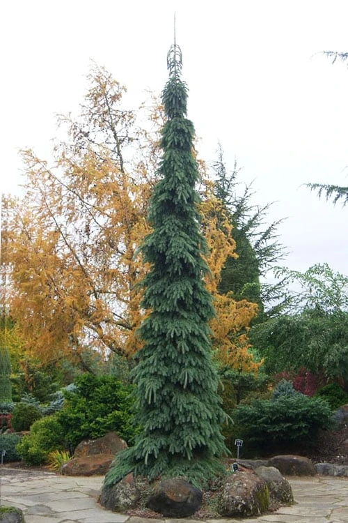 Weeping White Spruce (Picea Glauca 'Pendula') - 5 Gallon Pot 1 Weeping White Spruce (Picea Glauca 'Pendula') - 5 Gallon Pot