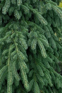 Weeping White Spruce (Picea Glauca 'Pendula') - 1 Gallon Pot -OLALA Plant Shop picea glauca pendula weeping white spruce 4 1