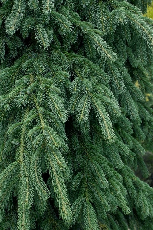 Weeping White Spruce (Picea Glauca 'Pendula') - 5 Gallon Pot 4 Weeping White Spruce (Picea Glauca 'Pendula') - 5 Gallon Pot - Image 4