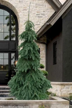 Weeping White Spruce (Picea Glauca 'Pendula') - 5 Gallon Pot 12 Weeping White Spruce (Picea Glauca 'Pendula') - 5 Gallon Pot -OLALA Plant Shop picea glauca pendula weeping white spruce 7