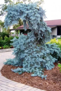 The Blues Colorado Spruce (Picea Pungens) - 6 Gallon Pot (2-3') -OLALA Plant Shop picea pungens the blues colorado blue spruce 10 1