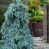 The Blues Colorado Spruce (Picea Pungens) - 6 Gallon Pot (4-5')