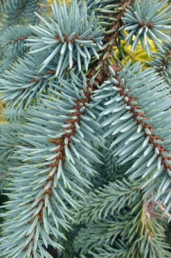 The Blues Colorado Spruce (Picea Pungens) - 6 Gallon Pot (2-3') -OLALA Plant Shop picea pungens the blues colorado blue spruce 9 1