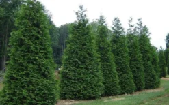 Green Giant Arborvitae (Thuja) - 5 Gallon Pot -OLALA Plant Shop picture arborvitae green giant 2 2