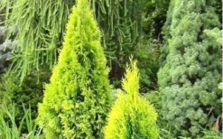 Highlights Arborvitae Thuja Janed Gold - 6 Gallon Pot -OLALA Plant Shop picture arborvitaejanedgold 1