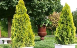 Highlights Arborvitae Thuja Janed Gold - 3 Gallon Pot -OLALA Plant Shop picture arborvitaejanedgold 2