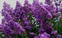 Twilight Purple Crape Myrtle - 1 Gallon Pot 13 Twilight Purple Crape Myrtle - 1 Gallon Pot -OLALA Plant Shop picture crape myrtle twilight 1 5