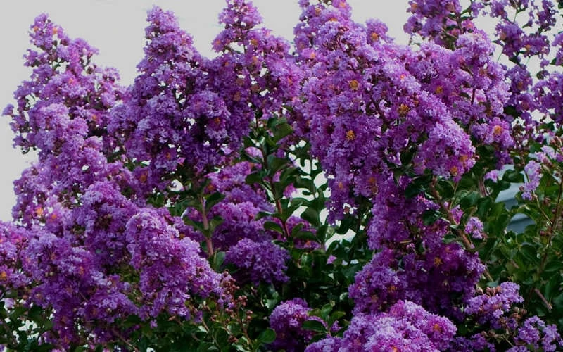 Twilight Purple Crape Myrtle - 7 Gallon Pot (3-4') 5 Twilight Purple Crape Myrtle - 7 Gallon Pot (3-4') - Image 5