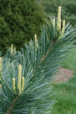 Vanderwolf's Pyramid Limber Pine (Pinus Flexilis) - 7 Gallon Pot -OLALA Plant Shop pinus flexilis vanderwolfs pyramid limber pine 3 2