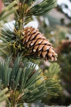 Vanderwolf's Pyramid Limber Pine (Pinus Flexilis) - 2 Gallon Pot -OLALA Plant Shop pinus flexilis vanderwolfs pyramid limber pine 6 1