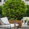 Sherwood Compact Mugo Pine Single Trunk Topiary Tree - 2 Gallon Pot