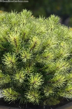 Sunshine Mugo Pine - 2 Gallon Pot -OLALA Plant Shop pinus mugo sunshine mugo pine 10