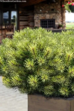 Sunshine Mugo Pine - 2 Gallon Pot -OLALA Plant Shop pinus mugo sunshine mugo pine 15