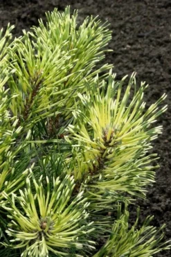 Sunshine Mugo Pine - 2 Gallon Pot