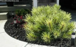 Sunshine Mugo Pine - 2 Gallon Pot -OLALA Plant Shop pinus mugo sunshine mugo pine 6