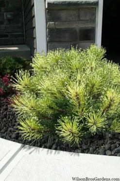 Sunshine Mugo Pine - 2 Gallon Pot -OLALA Plant Shop pinus mugo sunshine mugo pine 7