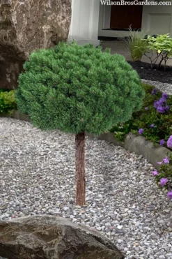 Valley Cushion Mugo Pine Single Trunk Topiary Tree - 1 Gallon Pot -OLALA Plant Shop pinus mugo valley cushion mugo pine single trunk topiary tree 4