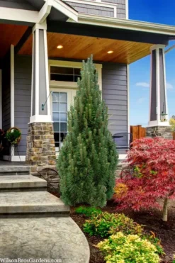 Frank's Columnar Austrian Black Pine (Pinus Nigra) - 6 Gallon Pot -OLALA Plant Shop pinus nigra frank columnar austrian pine 3