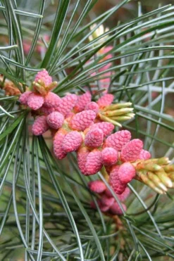 Japanese White Pine (Pinus Parviflora 'Glauca') - 5 Gallon Pot -OLALA Plant Shop pinus parviflora glauca japanese white pine 10