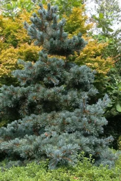 Japanese White Pine (Pinus Parviflora 'Glauca') - 5 Gallon Pot -OLALA Plant Shop pinus parviflora glauca japanese white pine 11