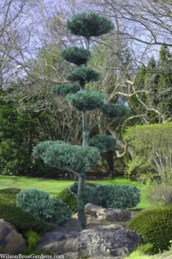 Japanese White Pine (Pinus Parviflora 'Glauca') - 5 Gallon Pot -OLALA Plant Shop pinus parviflora glauca japanese white pine 6