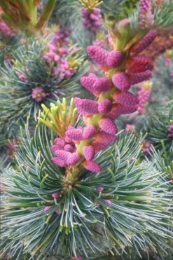 Japanese White Pine (Pinus Parviflora 'Glauca') - 5 Gallon Pot