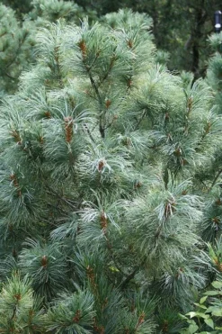 Japanese White Pine (Pinus Parviflora 'Glauca') - 5 Gallon Pot -OLALA Plant Shop pinus parviflora glauca japanese white pine 8