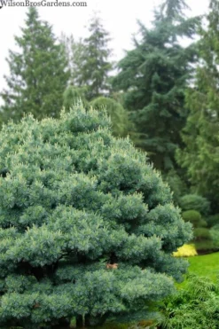 Blue Shag Eastern White Pine - 1 Gallon Pot
