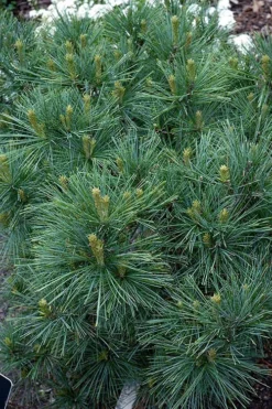 Blue Shag Eastern White Pine - 1 Gallon Pot 10 Blue Shag Eastern White Pine - 1 Gallon Pot -OLALA Plant Shop pinus strobus blue shag eastern white pine 13 1