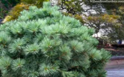 Blue Shag Eastern White Pine - 3 Gallon Pot -OLALA Plant Shop pinus strobus blue shag eastern white pine 3 2