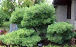 Blue Shag Eastern White Pine - 1 Gallon Pot 13 Blue Shag Eastern White Pine - 1 Gallon Pot -OLALA Plant Shop pinus strobus blue shag eastern white pine 4 1