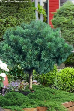 Blue Shag Eastern White Pine (Single Trunk Topiary) - 3 Gallon Pot