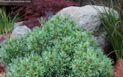 Vercurve Eastern White Pine (Pinus Strobus) - 3 Gallon Pot -OLALA Plant Shop pinus strobus vercurve twisted needle dwarf eatern white pine 6