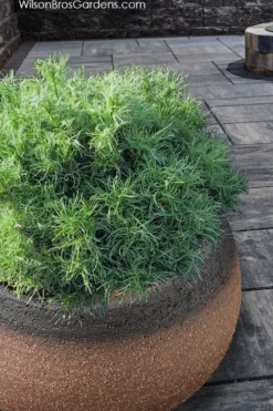 Wiggles Eastern White Pine (Pinus Strobus) - 3 Gallon Pot 15 Wiggles Eastern White Pine (Pinus Strobus) - 3 Gallon Pot -OLALA Plant Shop pinus strobus wiggles eastern white pine 3