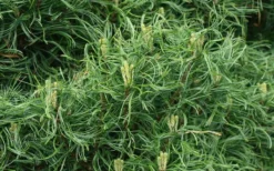 Wiggles Eastern White Pine (Pinus Strobus) - 3 Gallon Pot 12 Wiggles Eastern White Pine (Pinus Strobus) - 3 Gallon Pot -OLALA Plant Shop pinus strobus wiggles eastern white pine 4 1