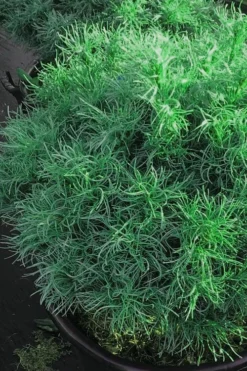 Wiggles Eastern White Pine (Pinus Strobus) - 3 Gallon Pot 14 Wiggles Eastern White Pine (Pinus Strobus) - 3 Gallon Pot -OLALA Plant Shop pinus strobus wiggles eastern white pine 6