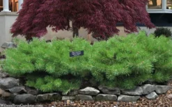 Hillside Creeper Scotch Pine (Pinus Sylvestris) - 6 Gallon Pot -OLALA Plant Shop pinus sylvestris hillside creeper 3 1