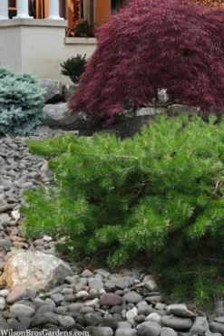 Hillside Creeper Scotch Pine (Pinus Sylvestris) - 3 Gallon Pot -OLALA Plant Shop pinus sylvestris hillside creeper 4