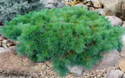 Hillside Creeper Scotch Pine (Pinus Sylvestris) - 6 Gallon Pot -OLALA Plant Shop pinus sylvestris hillside creeper 5 1
