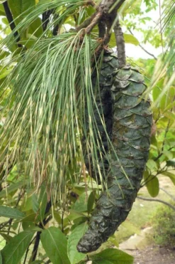 Zebrina Himalayan Pine (Pinus Wallichiana) - 5 Gallon Pot -OLALA Plant Shop pinus wallichiana zebrina himalayan pine 10