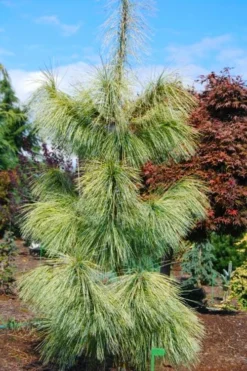 Zebrina Himalayan Pine (Pinus Wallichiana) - 5 Gallon Pot -OLALA Plant Shop pinus wallichiana zebrina himalayan pine 4