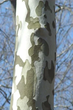 American Sycamore Tree - 3 Pack Of 1.5 Quart Pots 11 American Sycamore Tree - 3 Pack Of 1.5 Quart Pots -OLALA Plant Shop platanus occidentalis american sycamore tree 1