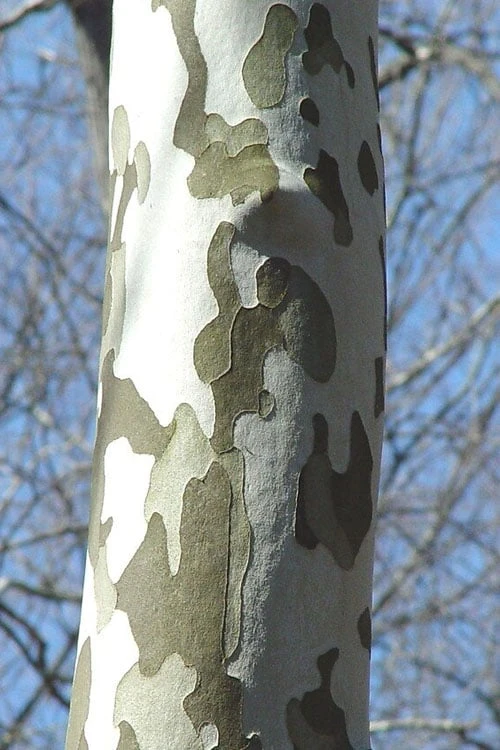 American Sycamore Tree - 3 Pack Of 1.5 Quart Pots 6 American Sycamore Tree - 3 Pack Of 1.5 Quart Pots - Image 6