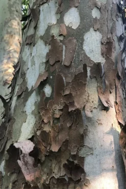 American Sycamore Tree - 3 Gallon Pot 10 American Sycamore Tree - 3 Gallon Pot -OLALA Plant Shop platanus occidentalis american sycamore tree 6 1