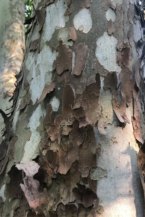 American Sycamore Tree - 3 Pack Of 1.5 Quart Pots 5 American Sycamore Tree - 3 Pack Of 1.5 Quart Pots - Image 5