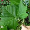American Sycamore Tree - 3 Gallon Pot