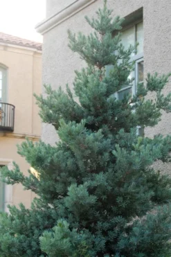 Blue Podocarpus Yew - 7 Gallon Pot